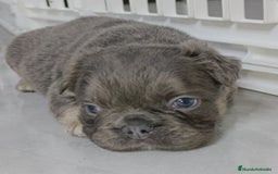 Bulldog Francés perros en venta: Bulldog francés fluffys Big rope Isabellas - Imagen 4