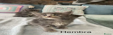 Hembra Blue blotched tabby