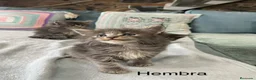 Maine Coon gatos en venta: Black tabby y Blue tabby - Anuncio 3
