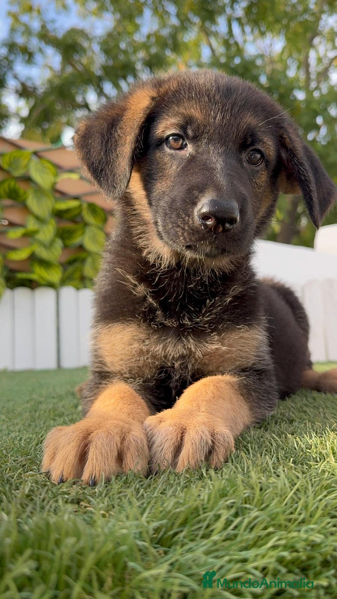 Pastor Alemán perros en venta: PASTOR ALEMAN HEMBRA - Imagen 4