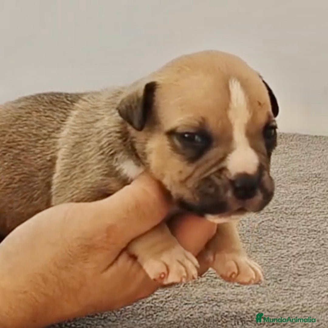 American Bully perros en venta: Cachorros de American Bully - Imagen 7