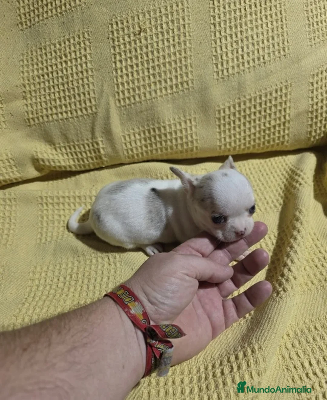 Chihuahua perros en venta: Chihuahuas Toy disponibles🔥🐾🐶 - Anuncio 5