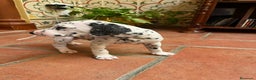 Dálmata perros en venta: Macho de dalmata  - Anuncio 4