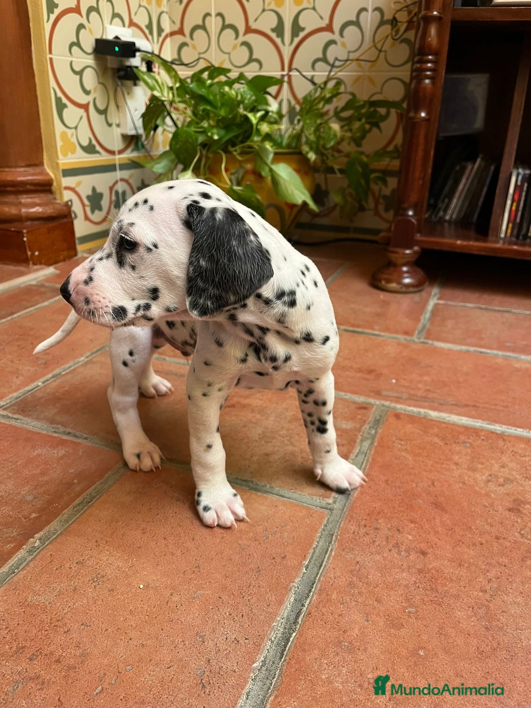 Dálmata perros en venta: Macho de dalmata  - Anuncio 4