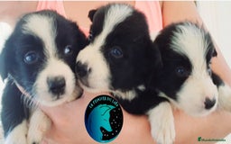 Border Collie perros en venta: Border collie  - Imagen 1