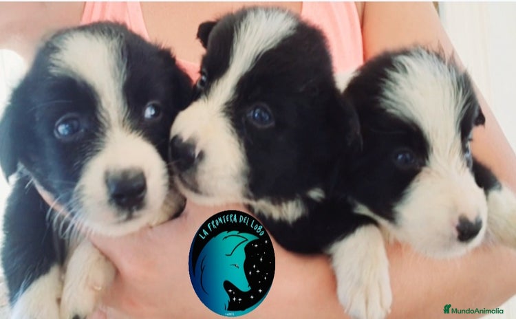 Border Collie perros en venta - Anuncio 5