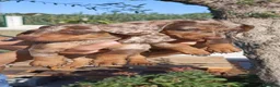 Teckel perros en venta: Teckel  - Anuncio 9
