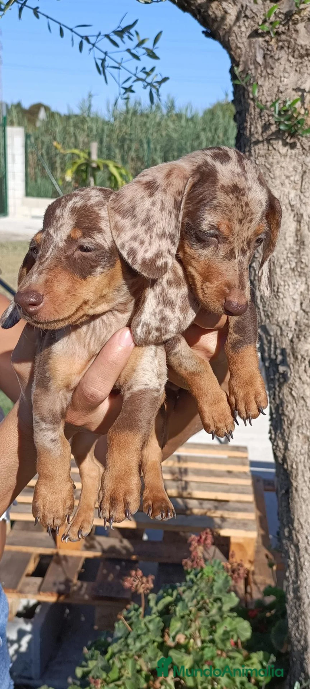 Teckel perros en venta: Teckel  - Anuncio 9