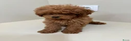 Caniche Toy perros en venta: Caniche toy - Anuncio 2