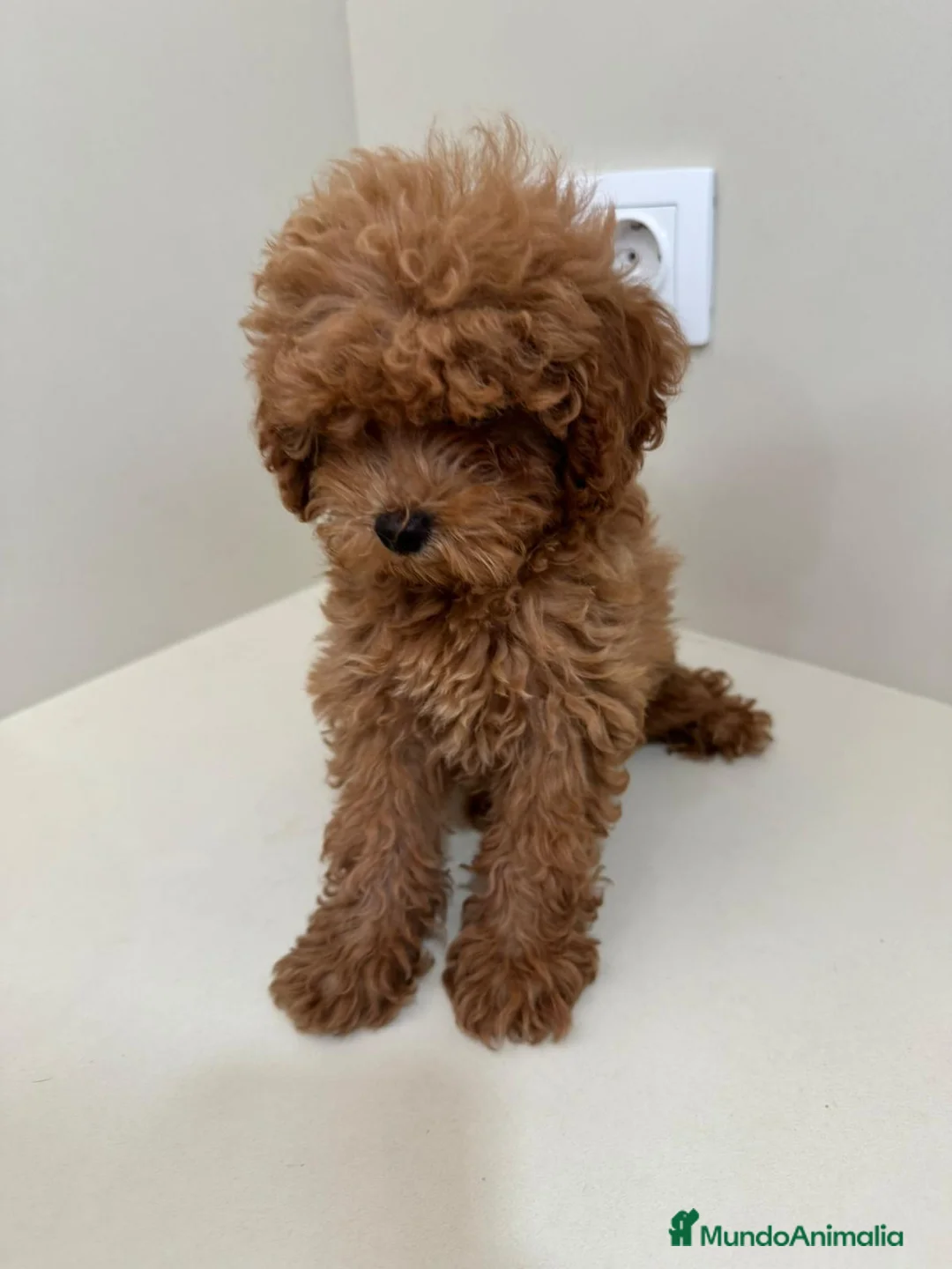 Caniche Toy perros en venta: Caniche toy - Anuncio 2