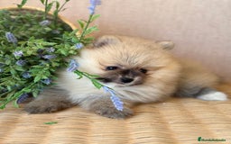 Pomerania perros en venta: Pomerania disponible fotos actuales!! - Imagen 5