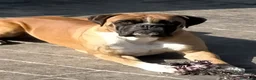 Boxer perros en venta: Cachorros de Boxer  - Anuncio 6