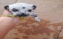 Dálmata perros en venta: Dálmata !! - Imagen 5
