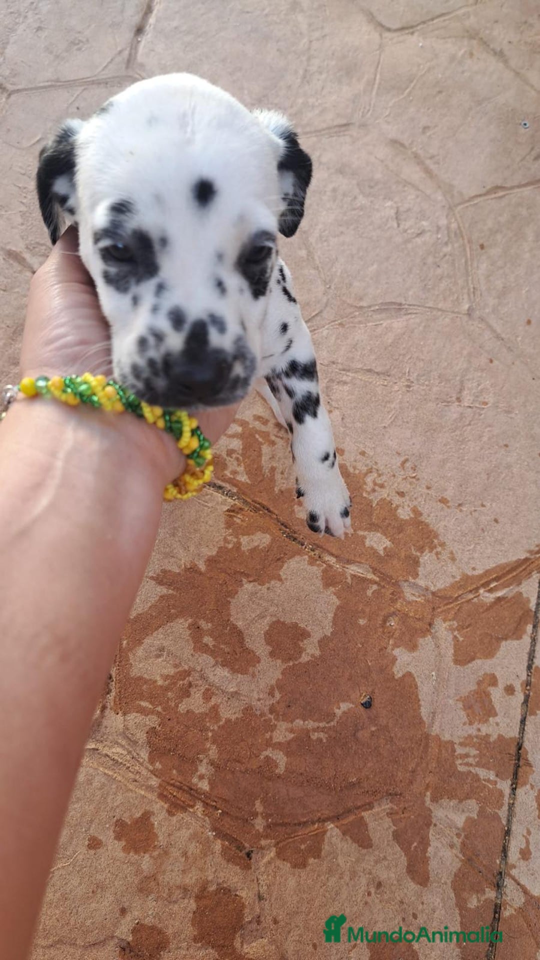 Dálmata perros en venta: Dálmata !! - Imagen 5