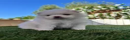 Pomerania perros en venta: POMERANIA - Anuncio 3