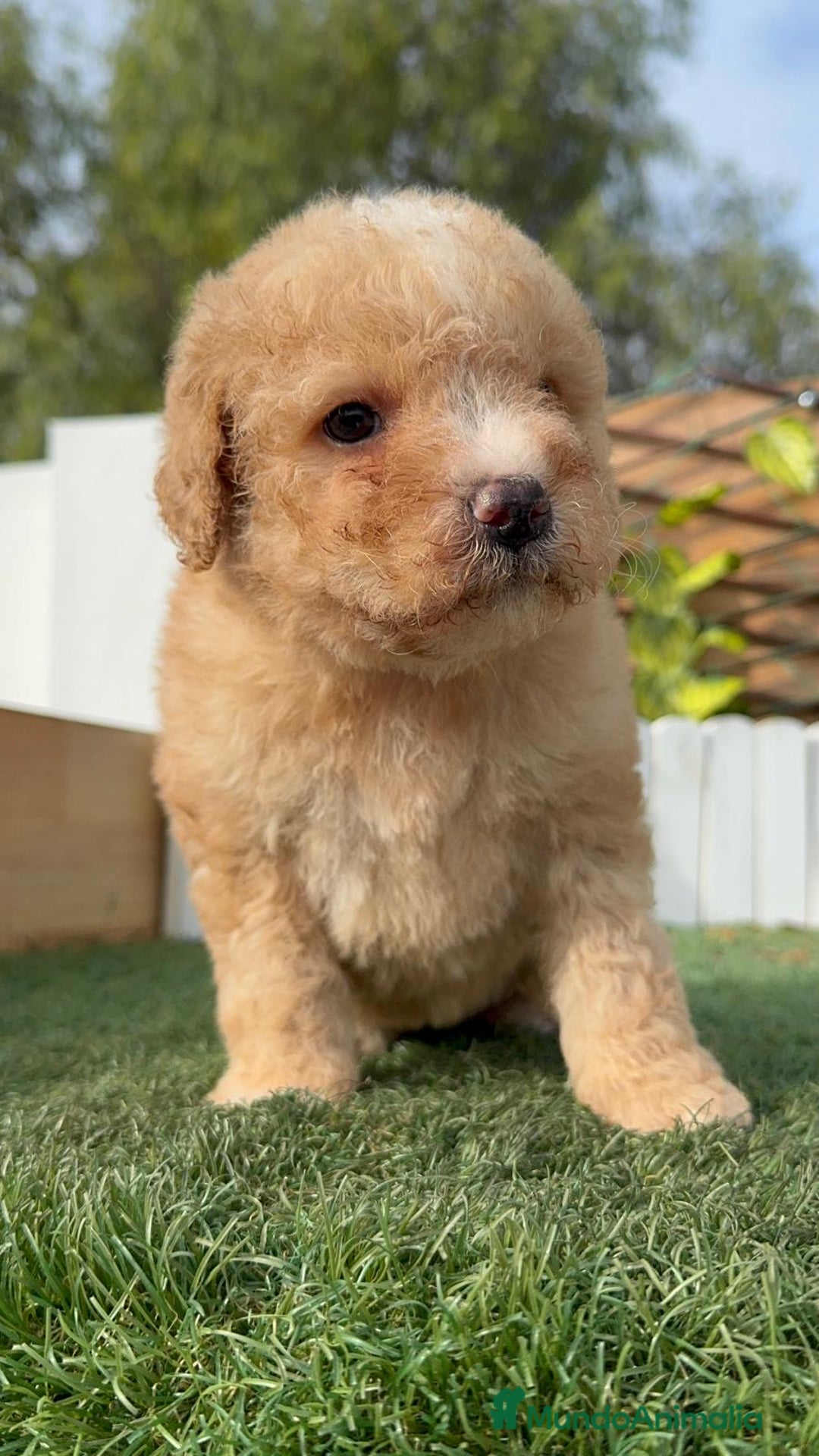 Perro de Agua Español perros en venta: PERRO DE AGUA ESPAÑOL - Anuncio 16