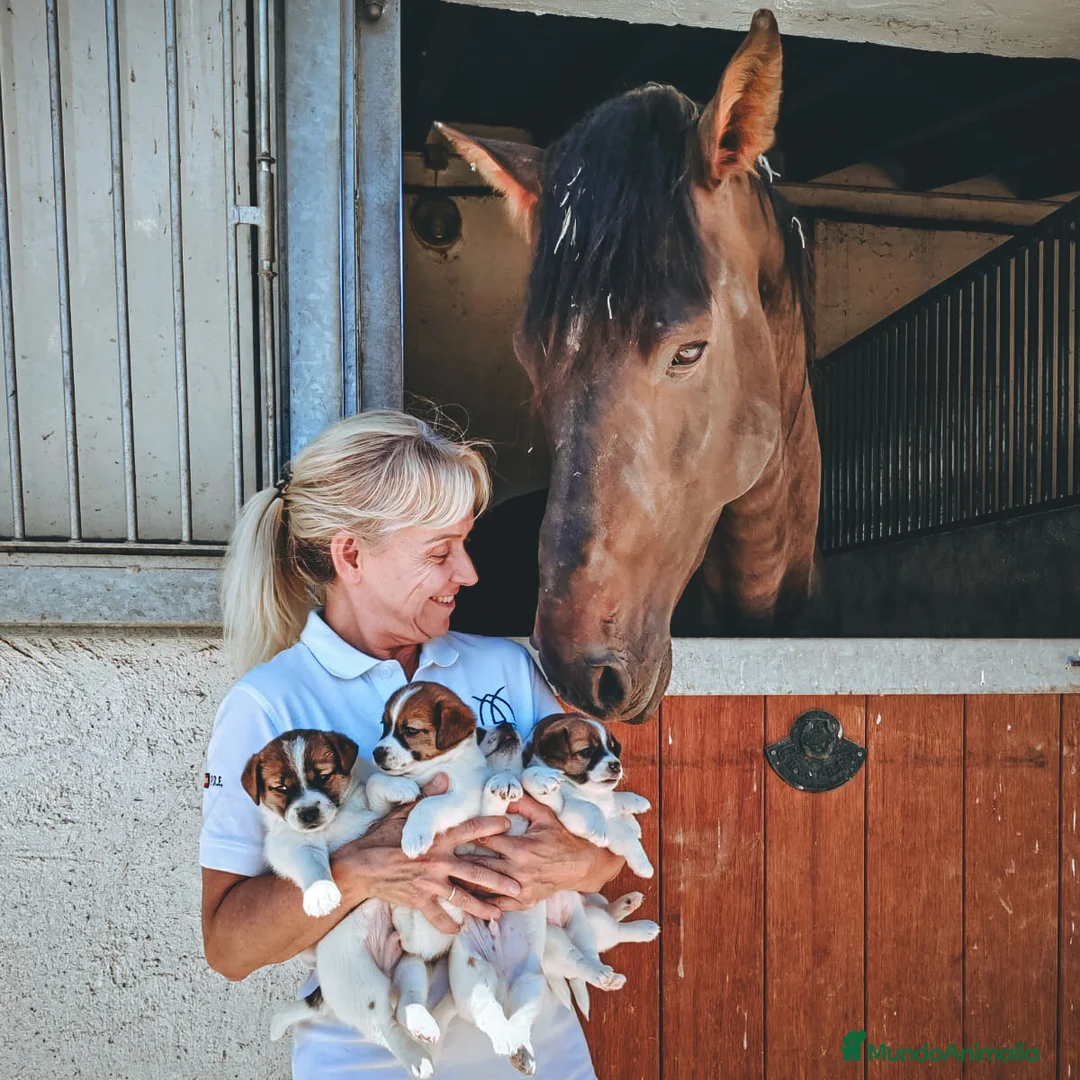 Imagen de galería {{count}}