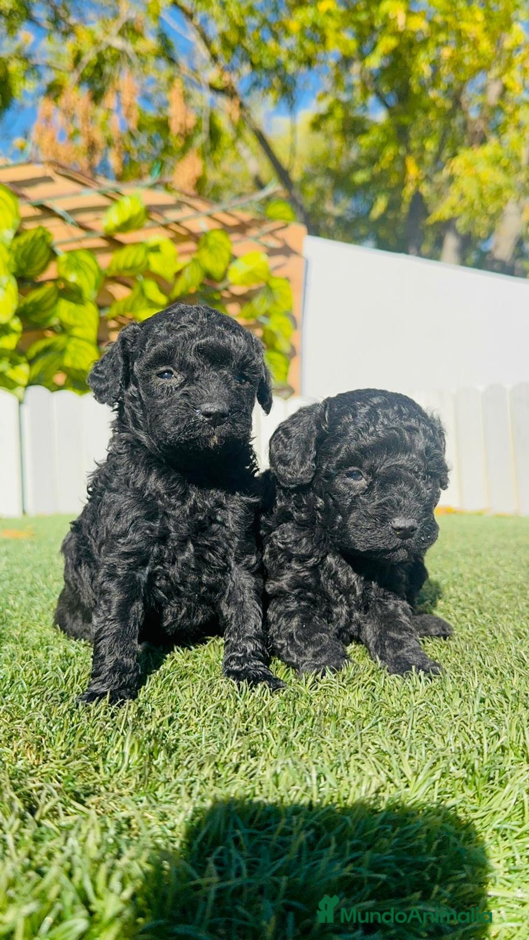 Caniche Toy perros en venta: CANICHE TOY - Anuncio 5