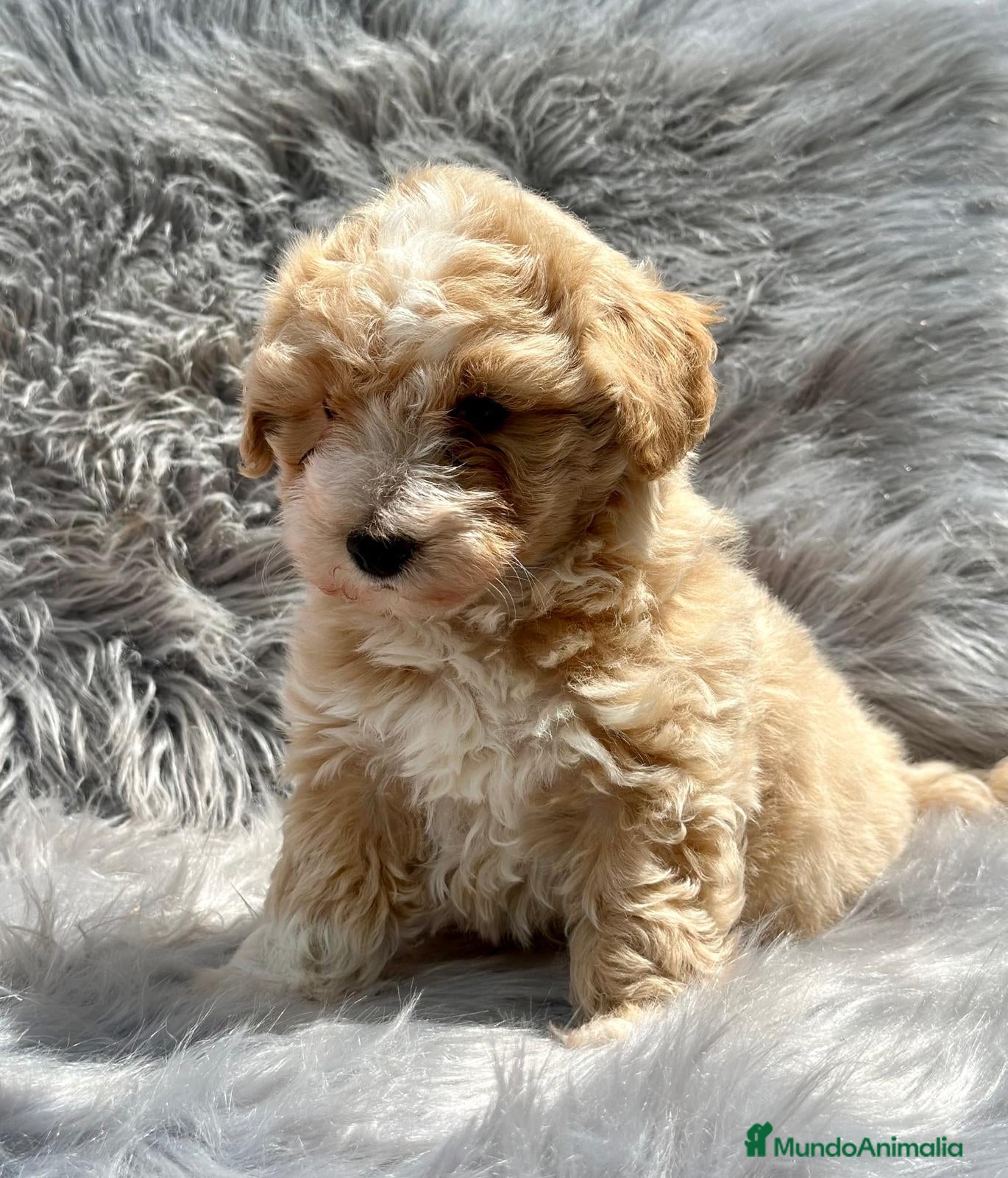 Maltipoo perros Maltipoo en Barcelona - Anuncio 2