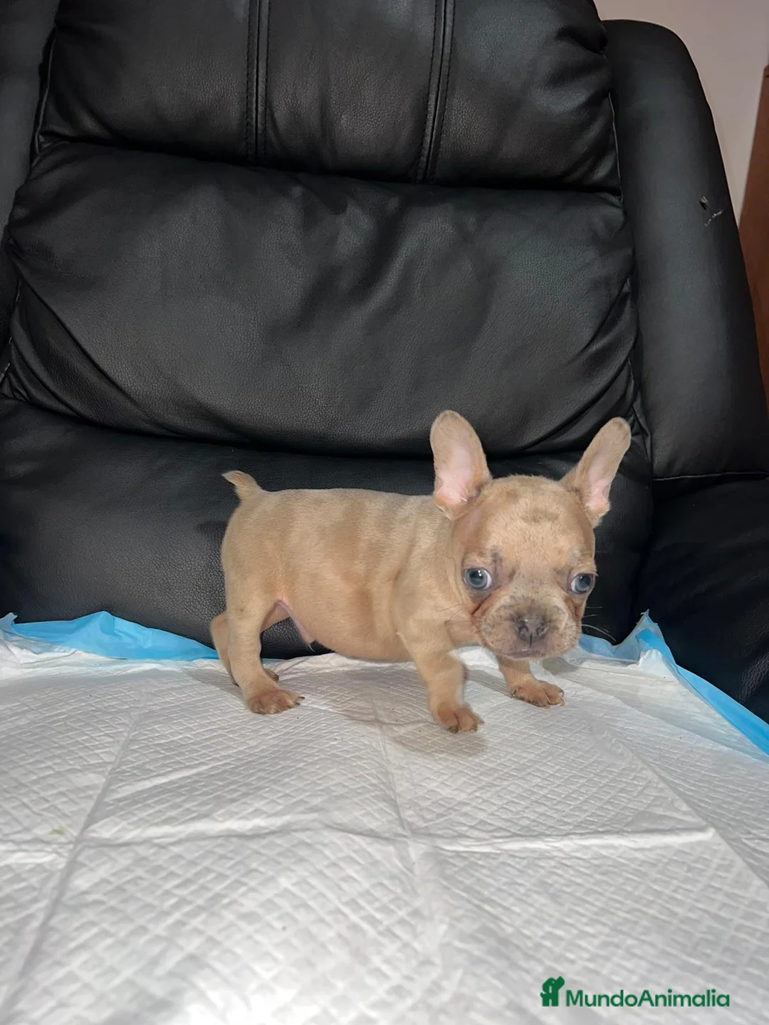 Bulldog Francés perros en venta: Bulldog francés  - Anuncio 4