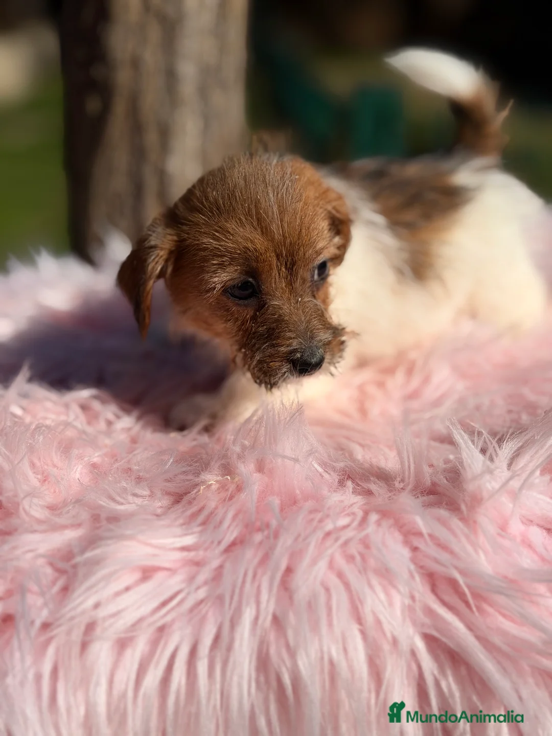 Jack Russell Terrier perros en venta: Jack Russell pelo Broken  - Anuncio 2