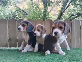 Beagle perros Beagle talla pequeña - Anuncio 1