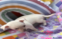 Chihuahua perros en venta: Chihuahua toy - Imagen 5