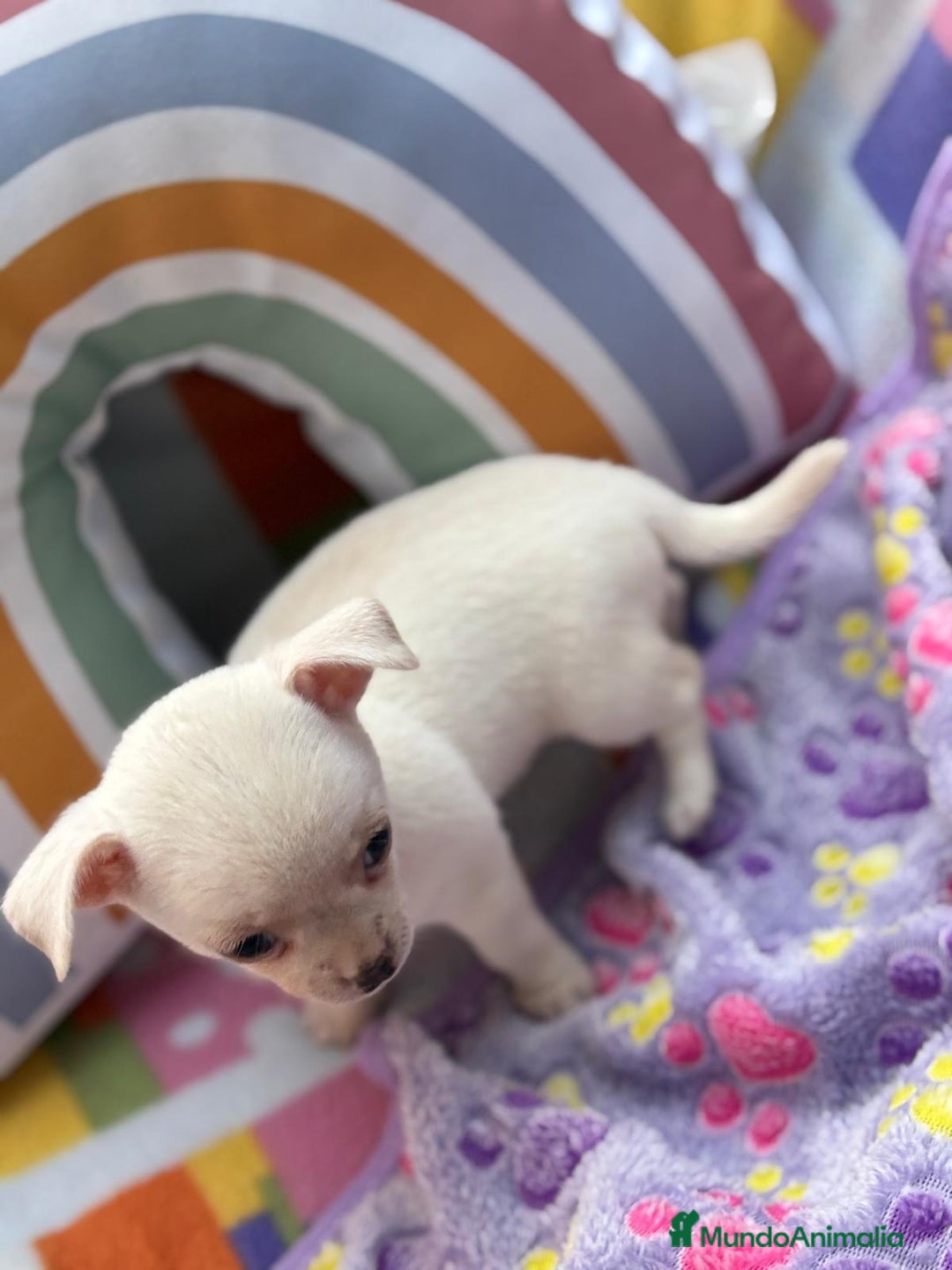 Chihuahua perros en venta: Chihuahua toy - Imagen 5