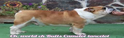 Bulldog Inglés perros en venta: Bulldog ingles de Calidad  - Anuncio 3