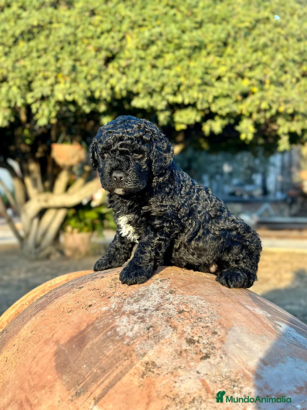 Perro de Agua Español perros en venta: Perro de Agua - Anuncio 1