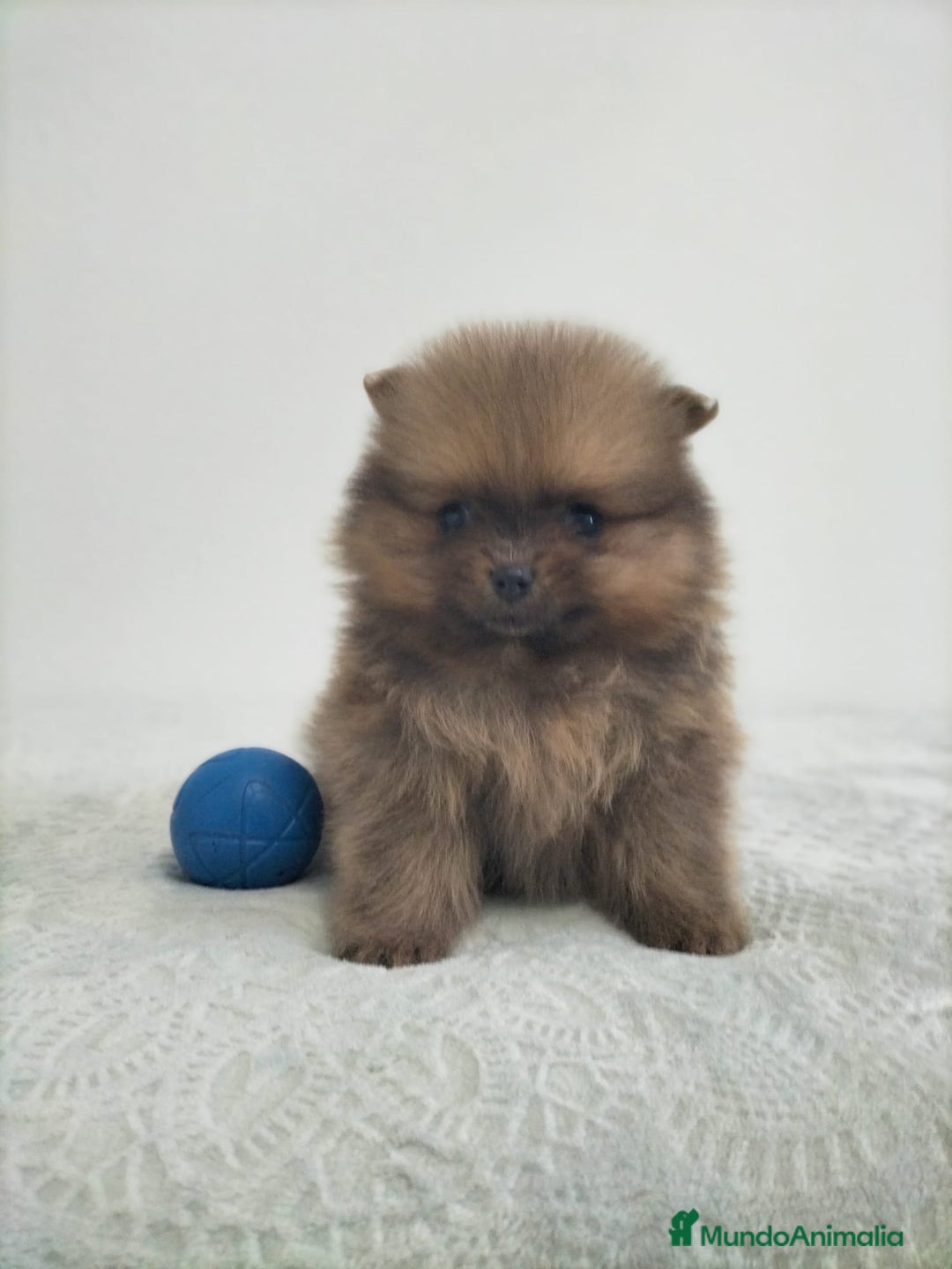 Pomerania perros en venta: Lulu pomerania  - Anuncio 7