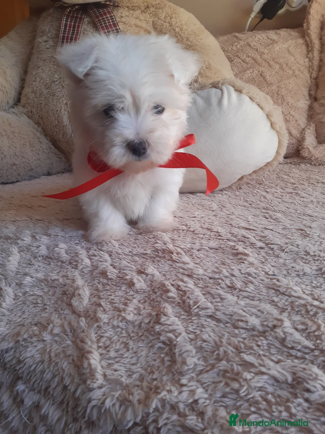 Bichón Maltés perros en venta:  BICHON MALTES  LINEA TOY   MUY CHATO - Anuncio 2