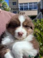 Pastor Australiano Cachorro 7