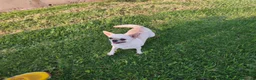 Chihuahua perros en venta: Chihuahuas macho - Anuncio 7