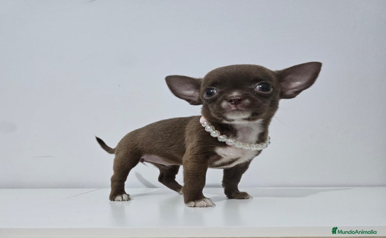 Chihuahua perros - Propaganda 1