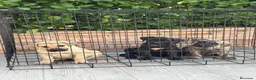 Presa Canario perros en venta: Cachorros de presa canario  - Anuncio 3