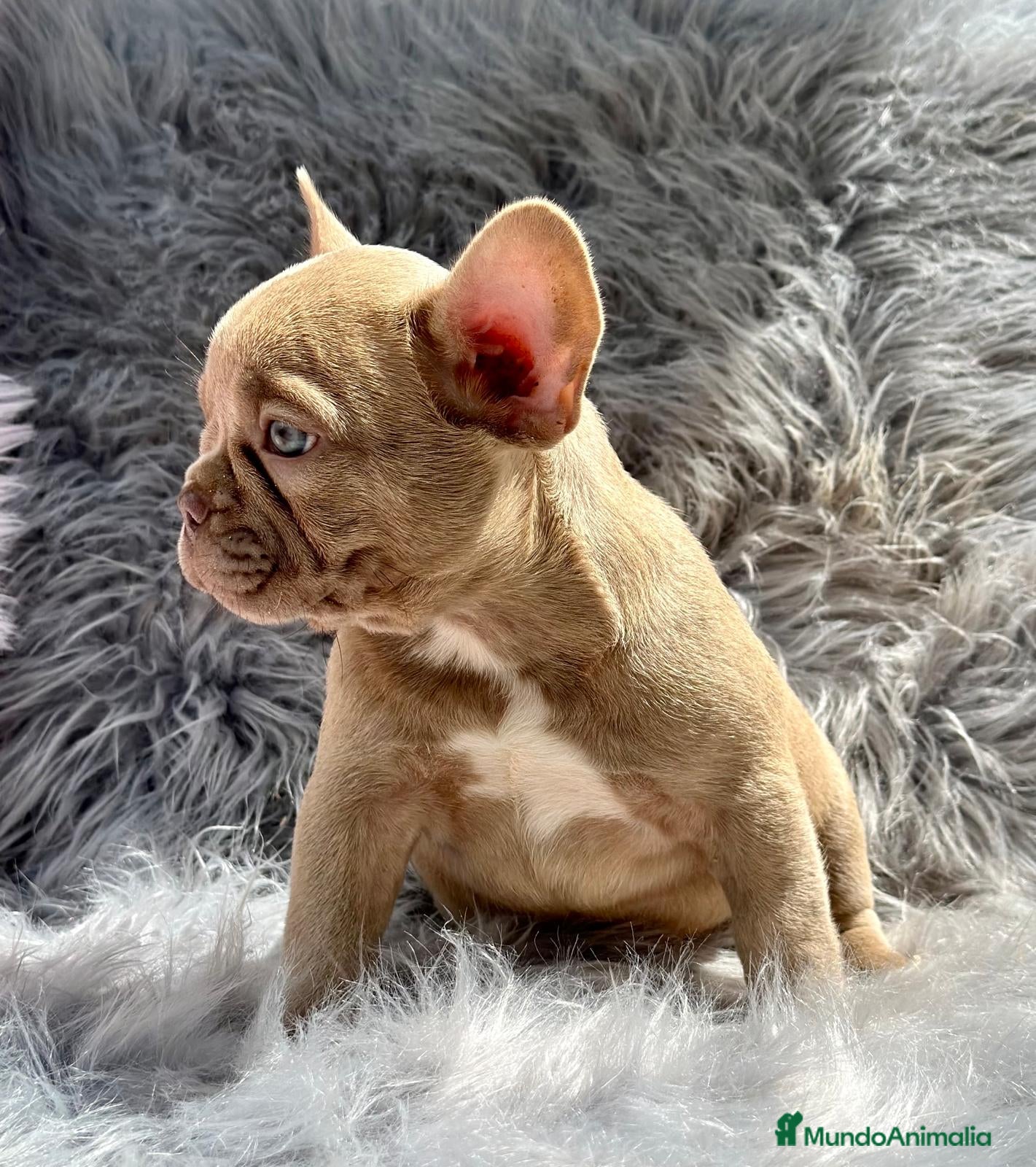 Bulldog Francés perros Bulldog francés  en Barcelona - Anuncio 3