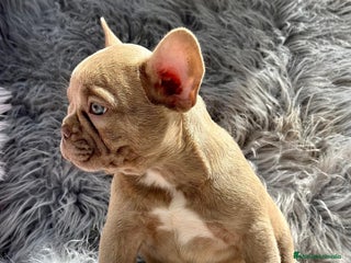 Bulldog Francés perros en Barcelona - Anuncio 29