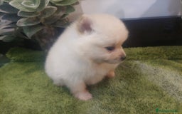 Pomerania perros en venta: POMERANIA MACHO MINI - Imagen 3