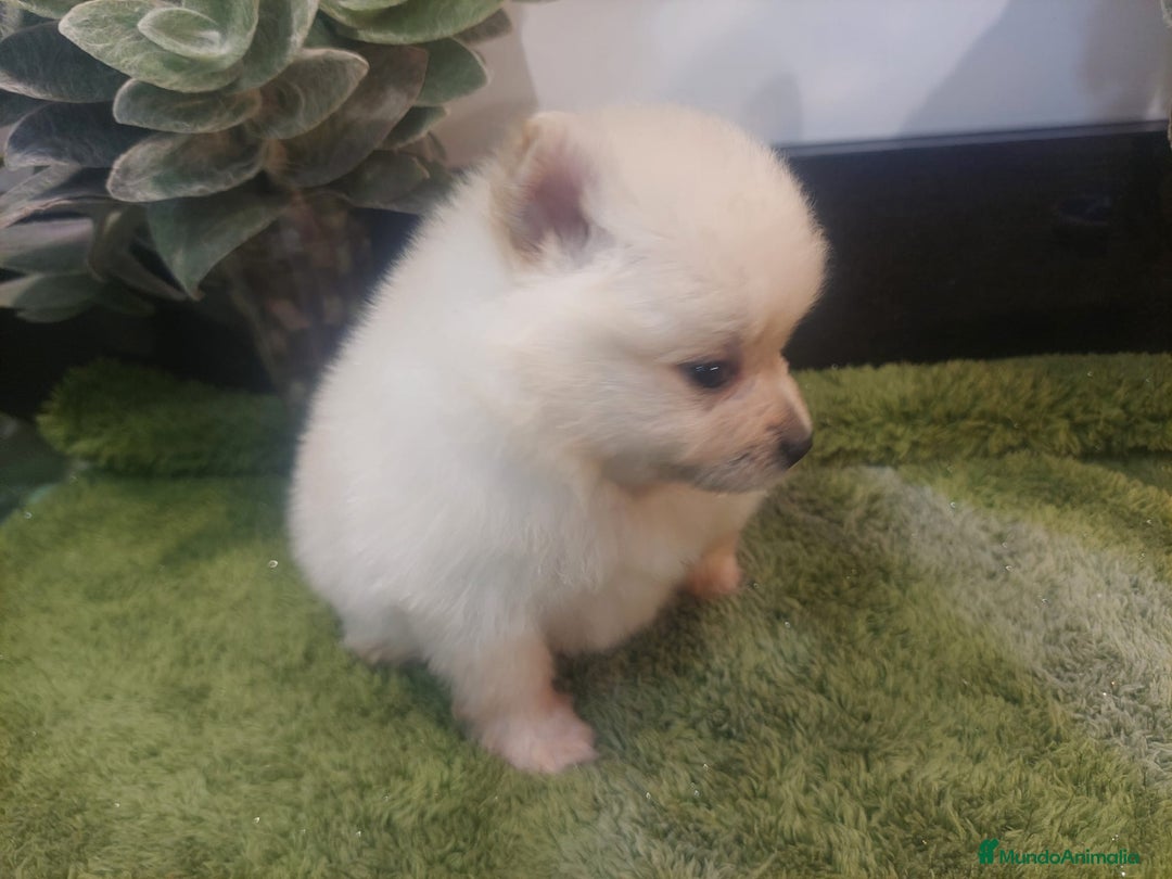 Pomerania perros en venta: POMERANIA MACHO MINI - Imagen 3