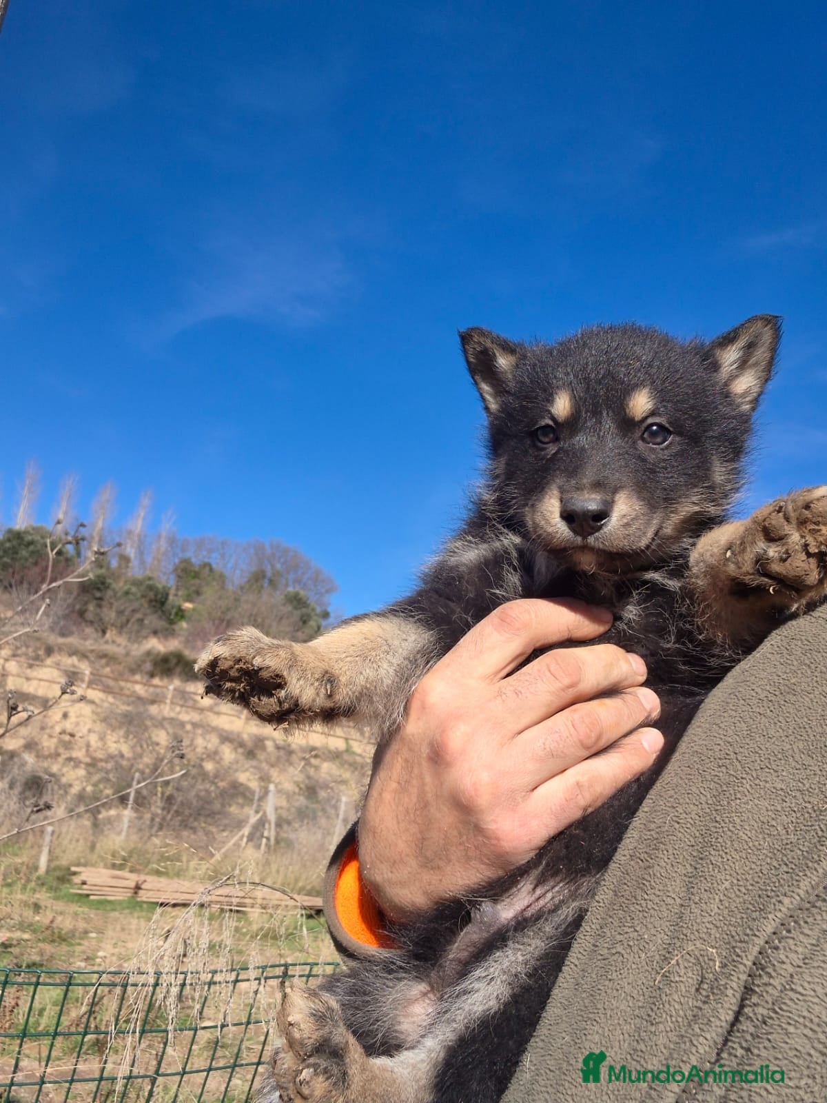 Perro Lobo Checoslovaco perros Perro Lobo  - Anuncio 2
