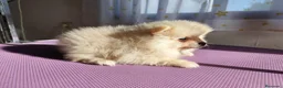 Pomerania perros en venta: Macho y hembra de lulu de pomerania  - Anuncio 3