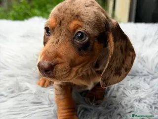 Teckel Miniatura perros TECKEL ARLEQUIN CHOCOLATE MINIATURA - Anuncio 3