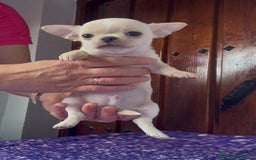 Chihuahua perros en venta: Precioso machito chihuahua  - Imagen 4