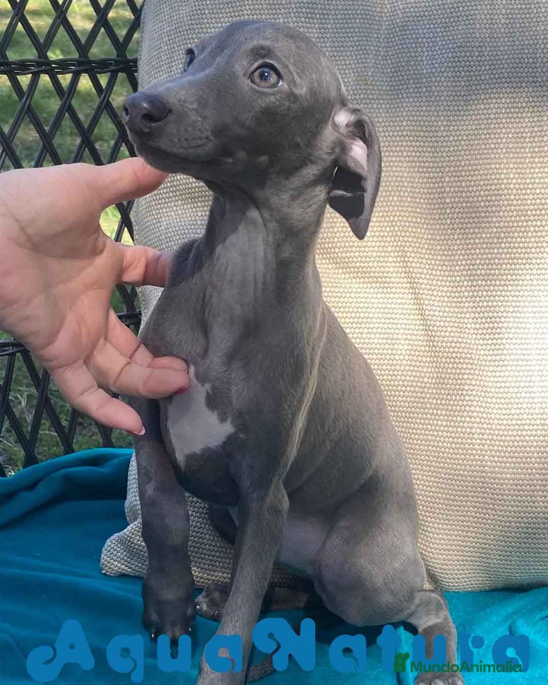 Pequeño Lebrel Italiano perros Lebrel Italiano Hembra 1976 AQUANATURA - Anuncio 2