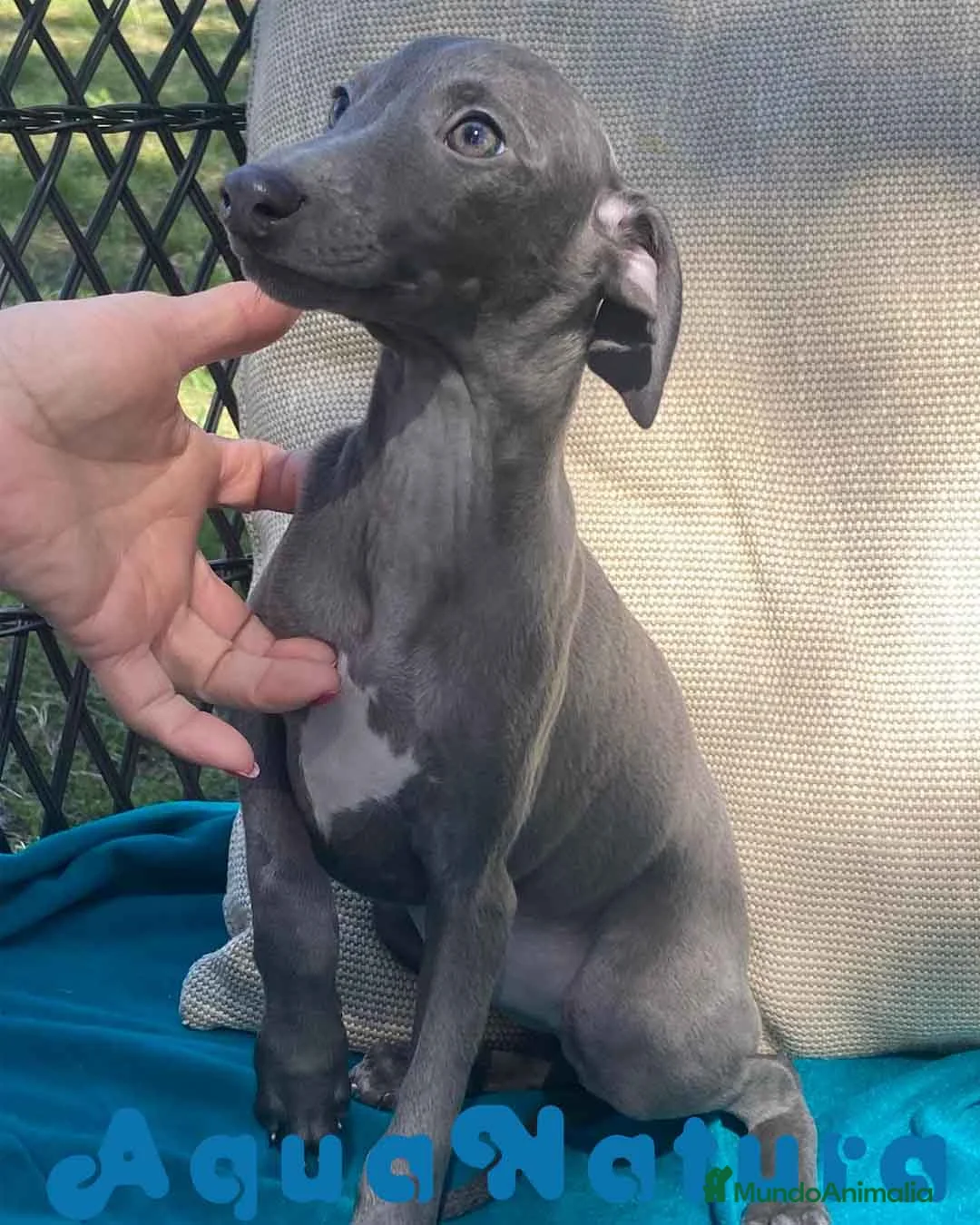 Pequeño Lebrel Italiano perros en venta: Lebrel Italiano Hembra 1976 AQUANATURA - Anuncio 1