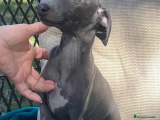 Pequeño Lebrel Italiano perros Lebrel Italiano Hembra 1976 AQUANATURA - Anuncio 2