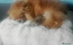 Pomerania perros en venta: Macho lilac de pomerania  - Imagen 5