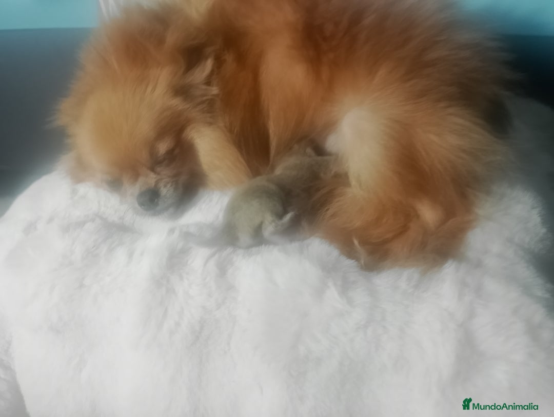 Pomerania perros en venta: Macho lilac de pomerania  - Imagen 5