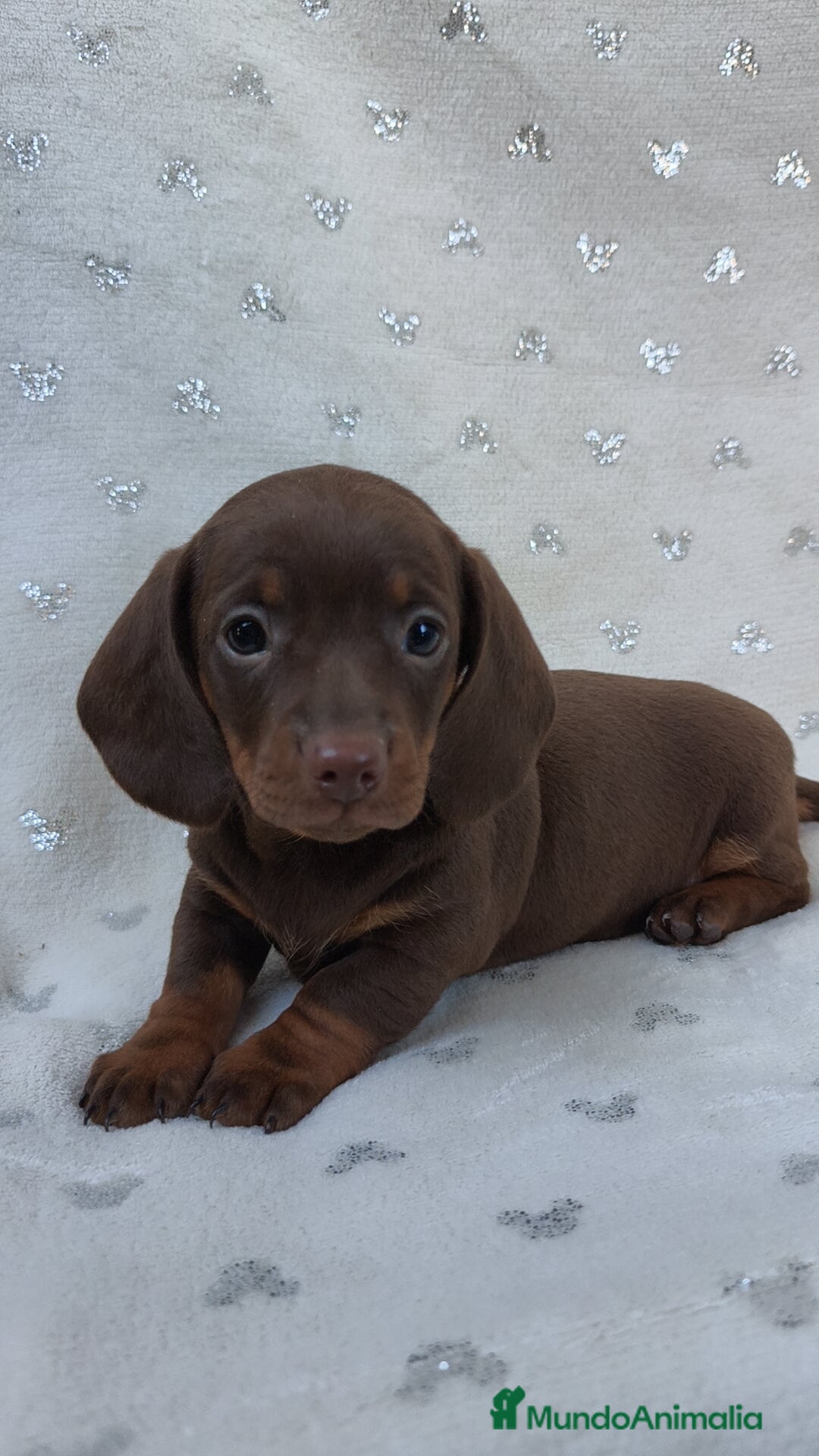 Teckel Miniatura perros Teckel chocolate kanichen hembra  - Anuncio 29